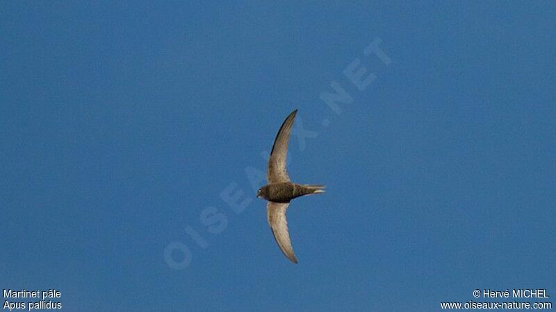 Pallid Swiftadult