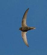 Pallid Swift