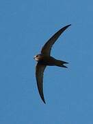 Pallid Swift