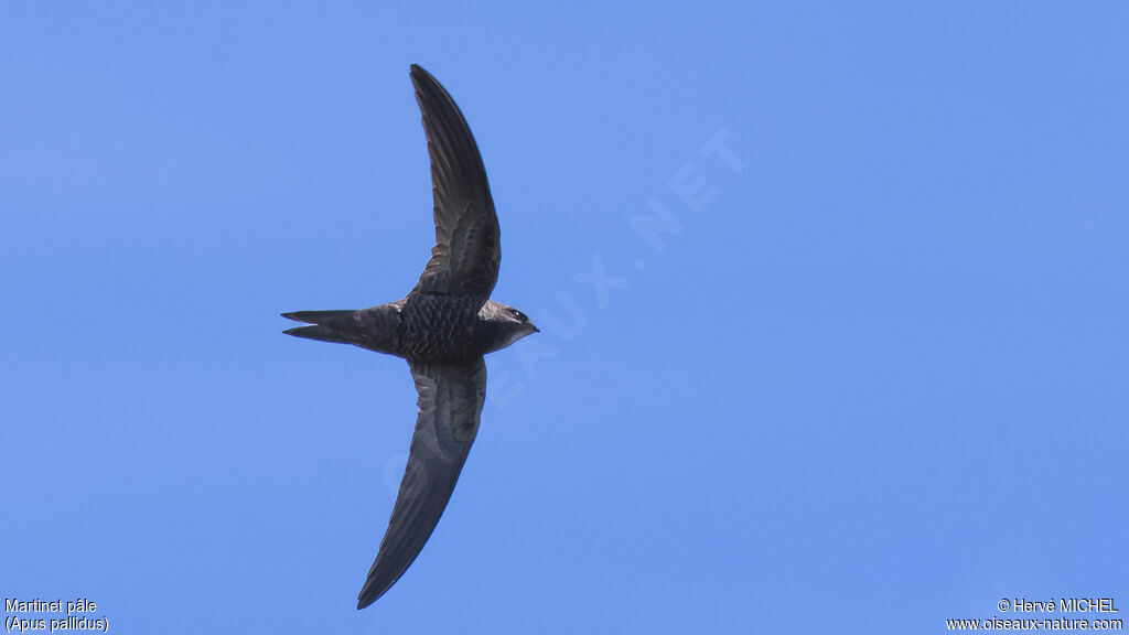 Pallid Swiftadult