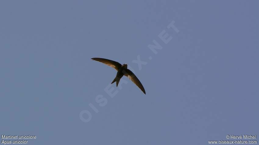 Plain Swift