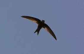 Plain Swift