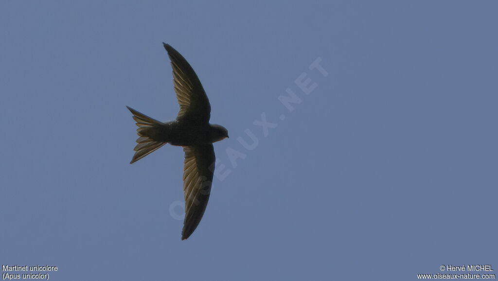 Plain Swift