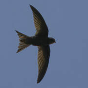 Plain Swift