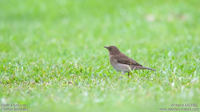 Black-billed Thrush