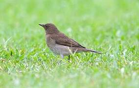 Black-billed Thrush