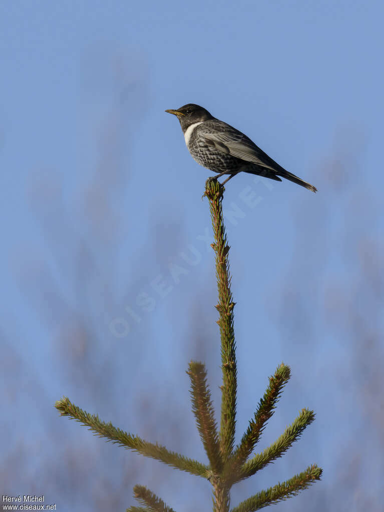 Ring Ouzel male adult breeding, identification, Behaviour