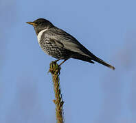 Ring Ouzel