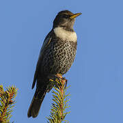 Ring Ouzel