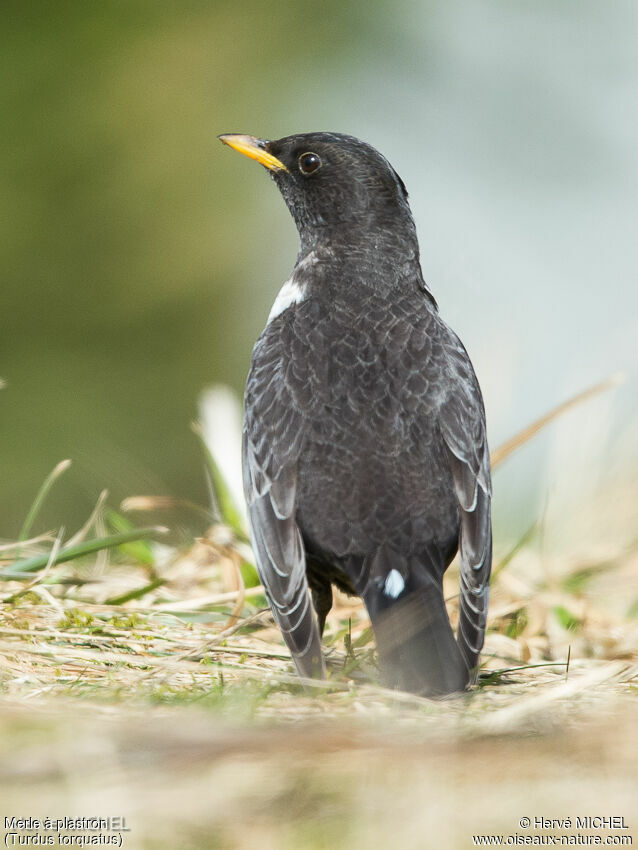 Ring Ouzel male adult breeding
