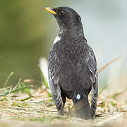 Ring Ouzel