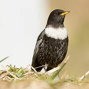 Ring Ouzel