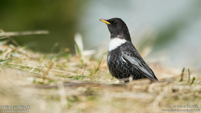 Ring Ouzel male adult breeding