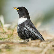 Ring Ouzel