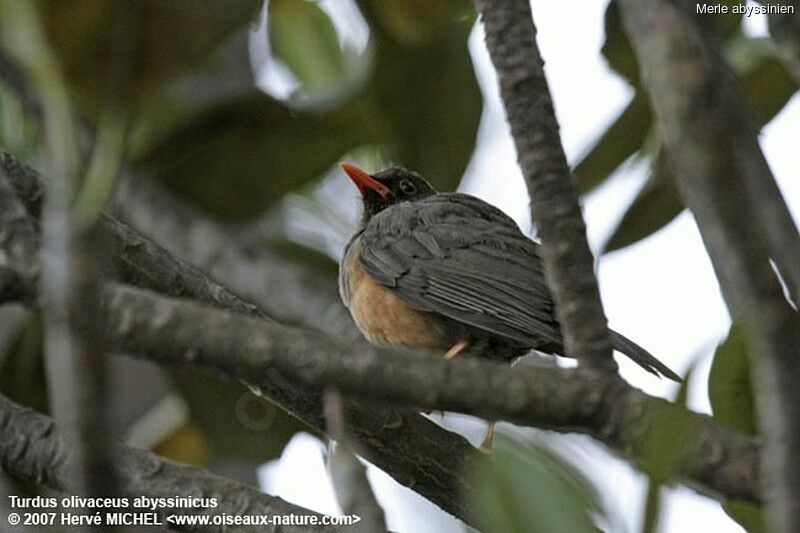 Abyssinian Thrushadult