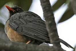 Abyssinian Thrush