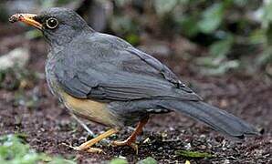 Abyssinian Thrush