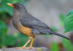 Abyssinian Thrush