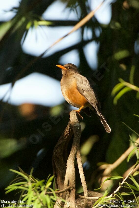 Abyssinian Thrush