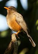 Abyssinian Thrush