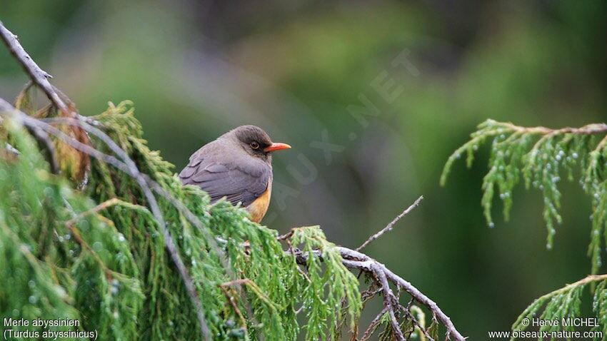 Abyssinian Thrush