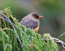 Abyssinian Thrush