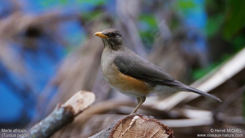 African Thrush