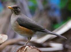 African Thrush