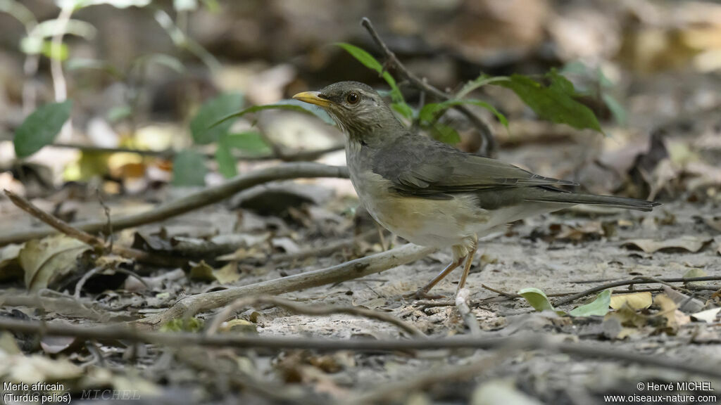 African Thrush