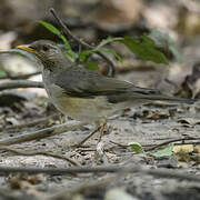 African Thrush