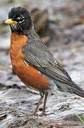 American Robin