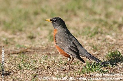 American Robin male adult breeding