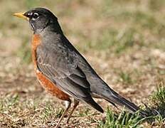 American Robin