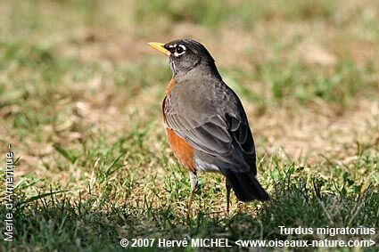 American Robin male adult breeding