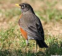 American Robin