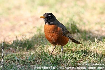 American Robin male adult breeding