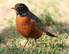 American Robin