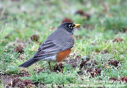 American Robin male adult breeding