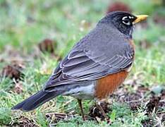 American Robin