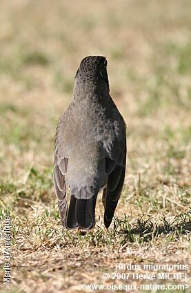 American Robin male adult breeding