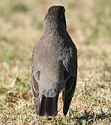 American Robin