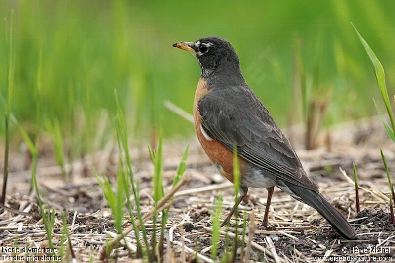 American Robinadult