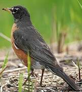 American Robin