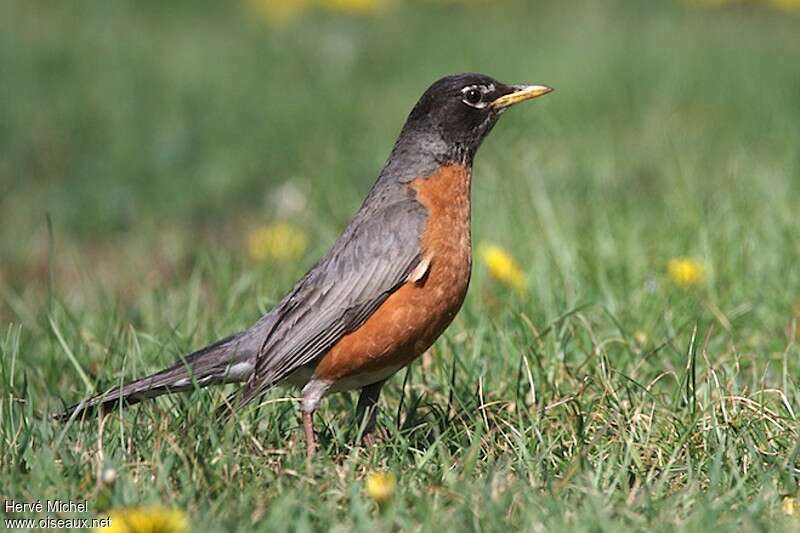 American Robin male adult breeding, identification