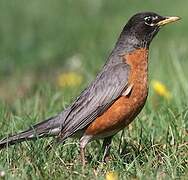 American Robin