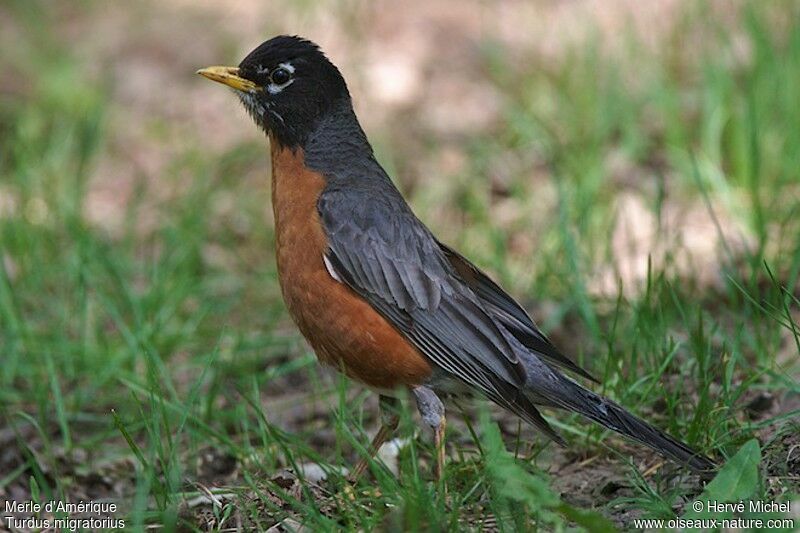 American Robin male adult breeding