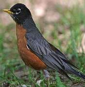 American Robin