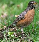 American Robin