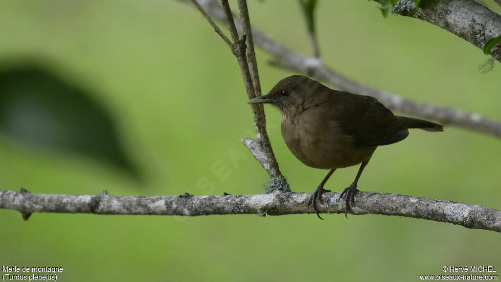 Mountain Thrush