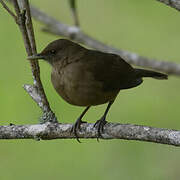 Mountain Thrush